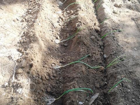 Plantação das cebolas
